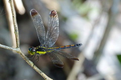 Agrionoptera longitudinalis