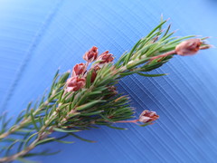 Erica mucronata