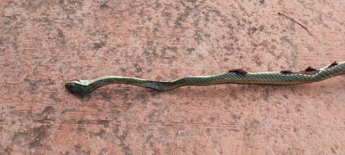 Yucatán Mexican Parrot Snake