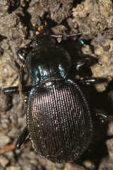 Sphaeroderus