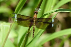 Neurothemis decora