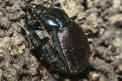 Sphaeroderus