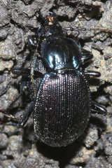 Sphaeroderus