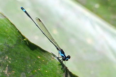 Nososticta nigrofasciata