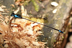 Nososticta nigrofasciata