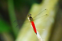 Lyriothemis meyeri