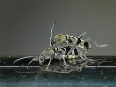 Chlorophorus reductus