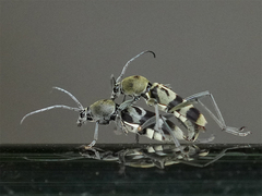 Chlorophorus reductus