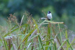 Lonchura spectabilis