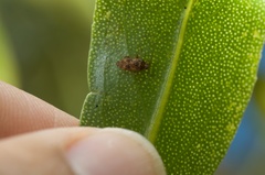 Chinamiris aurantiacus