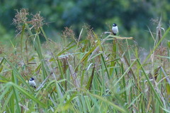 Lonchura spectabilis