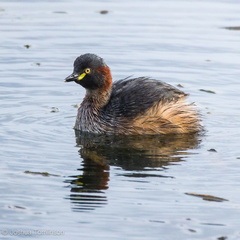 Australasian Grebe photo 4