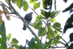 Ducula pinon