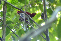 Cicinnurus regius