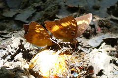 Lexias aeropa