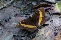 Lexias aeropa