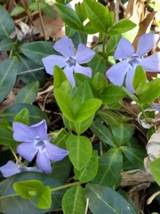 Vinca minor