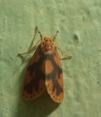 Miltochrista rubricosa