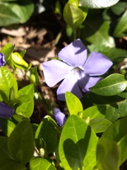 Vinca minor