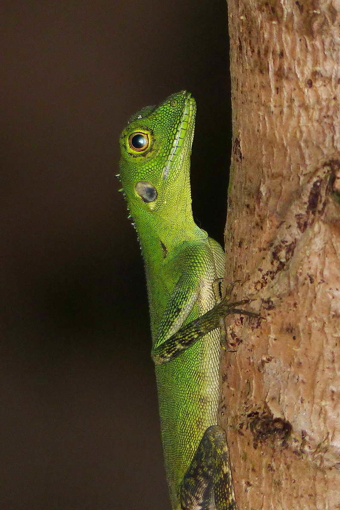 Modest Forest Dragon