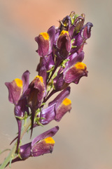 Linaria ramosa