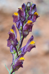 Linaria ramosa