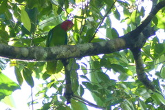 Geoffroyus geoffroyi