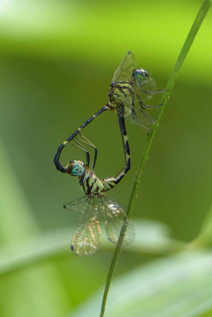 Nannophlebia anatya