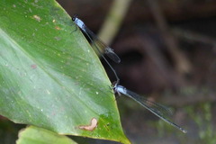 Pseudagrion farinicolle