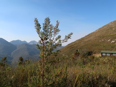 Leucadendron conicum
