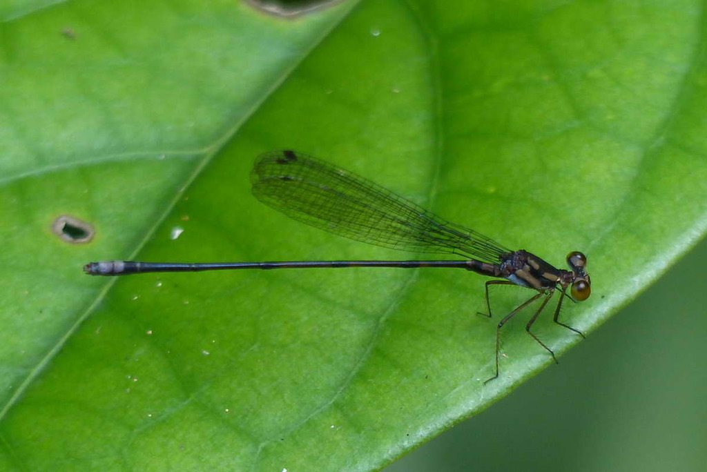 Idiocnemis