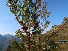 Leucadendron conicum