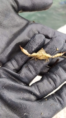 Parthenopoides massena