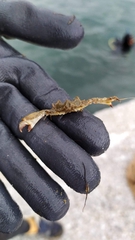 Parthenopoides massena