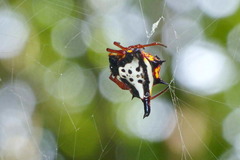 Gasteracantha crucigera