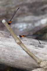 Nososticta callisphaena