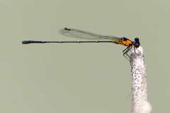 Nososticta callisphaena