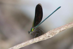 Neurobasis australis