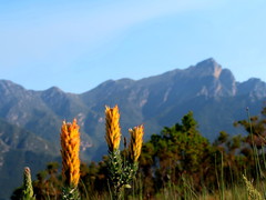 Mimetes pauciflorus
