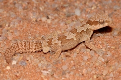 Pachydactylus rugosus