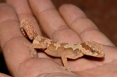 Pachydactylus rugosus