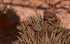 Pachydactylus rugosus