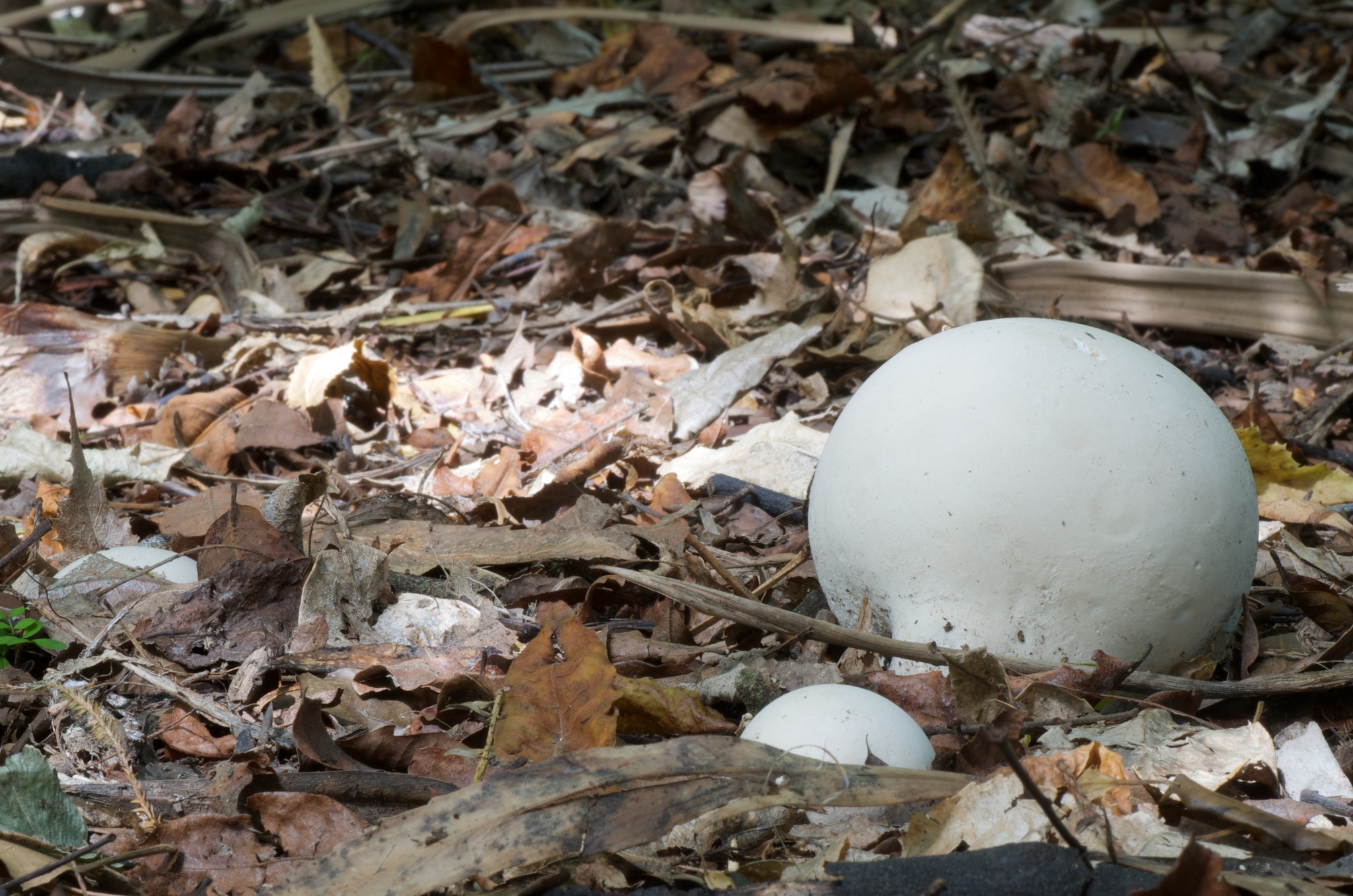 Calvatia gigantea image
