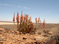 Aloe falcata