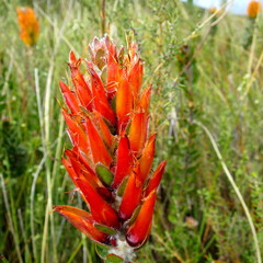 Mimetes pauciflorus