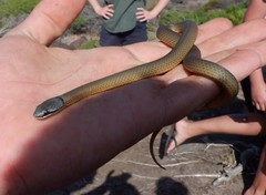Elapognathus coronatus