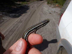 Ctenotus labillardieri