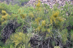 Ephedra equisetina