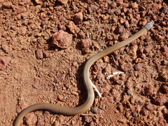 Elapognathus coronatus