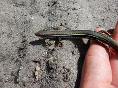 Ctenotus labillardieri